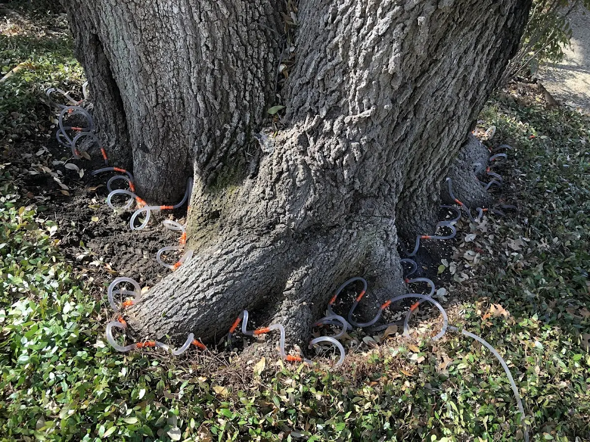 Detailed Tree Cabling and Bracing job site in New Baltimore