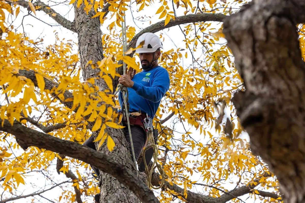 Skilled Tree Planing crew working in New Baltimore